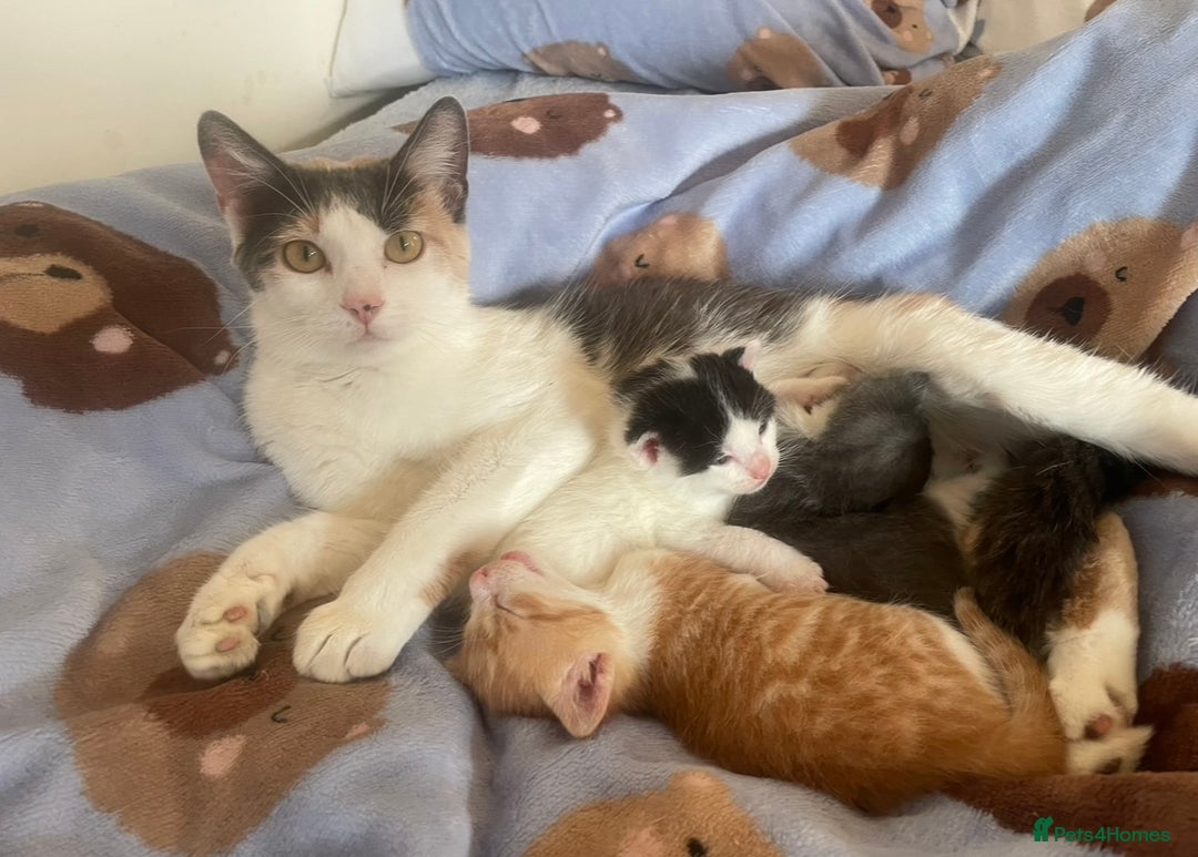 Mixed Breed cats for sale: 5 Beautiful & Friendly kittens for sale  - Advert 15