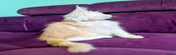 Maine Coon cats for sale: Pedigreed Maine Coon kittens - Advert 5