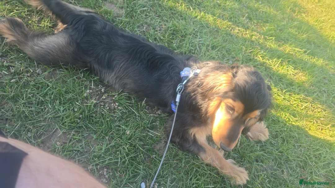 Cocker Spaniel dogs for sale: Cocker spaniel show type black and tan in Crawley - Advert 1