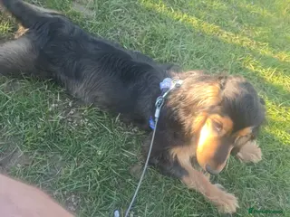 Cocker Spaniel dogs Cocker spaniel show type black and tan - Advert 1