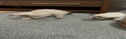 Siamese cats for sale: 2 Beautiful Siamese Kittens 🐱❤️ - Advert 9