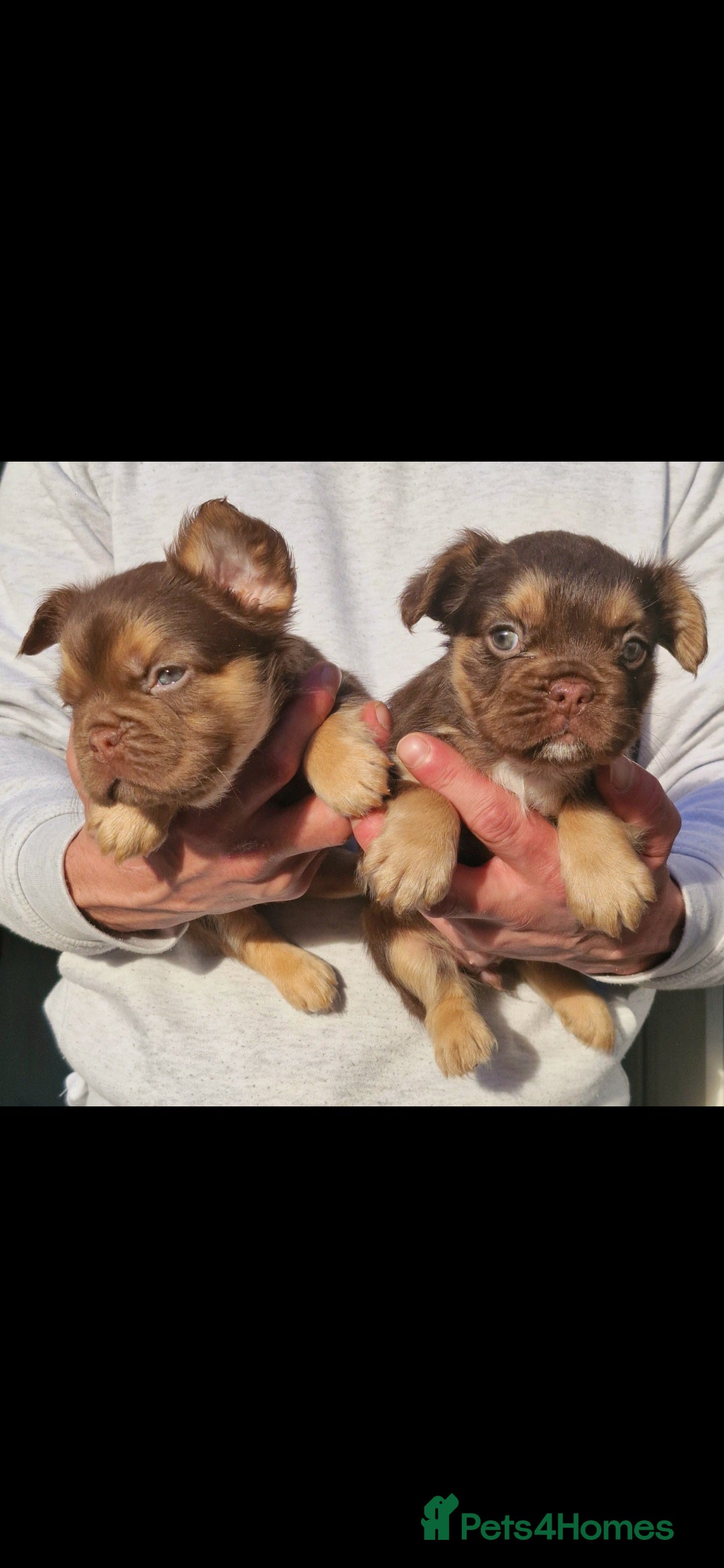 French Bulldog dogs for sale: Stunning puppies from £1500 - Advert 18