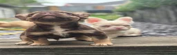 French Bulldog dogs for sale: Pink Fluffy Choc and Tan French Bulldog Puppies - Advert 6