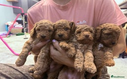 Cockapoo dogs for sale: Gorgeous fluffy Coockapoo puppies - Image 1
