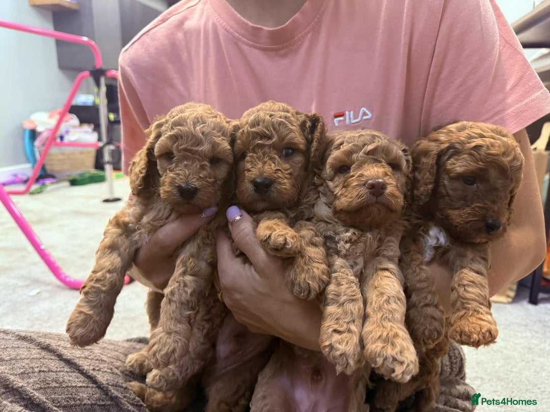Cockapoo dogs for sale: Gorgeous fluffy Coockapoo puppies - Image 1