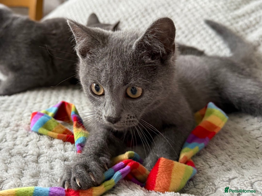 Russian Blue cats for sale: Russian Blue Kittens - Image 14