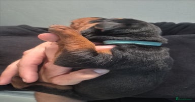 Mixed Breed dogs - Advert 1