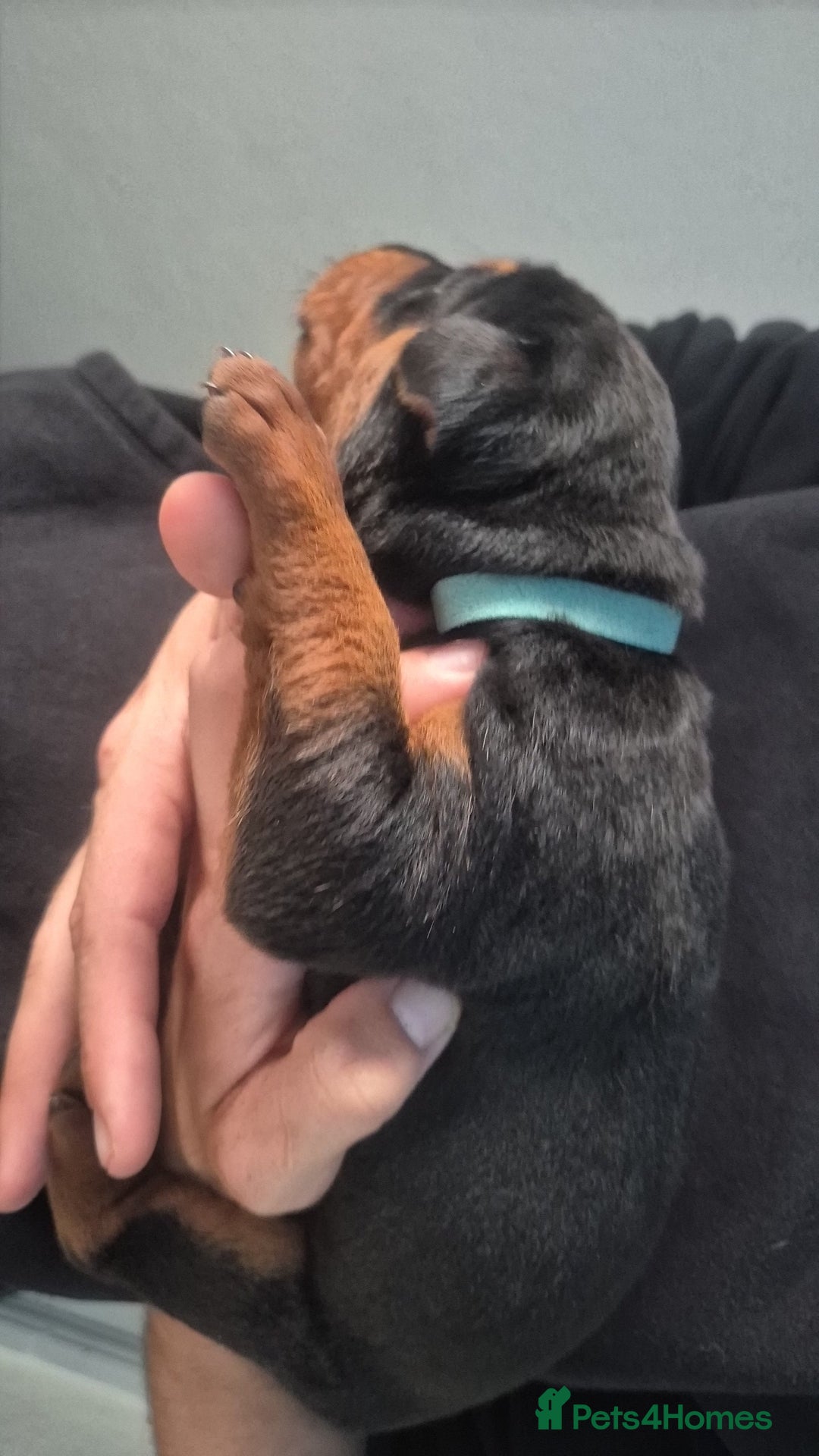 Mixed Breed dogs for sale: Pure Bred/papered Laizhou Hong/Chinese Red Dog - Image 3