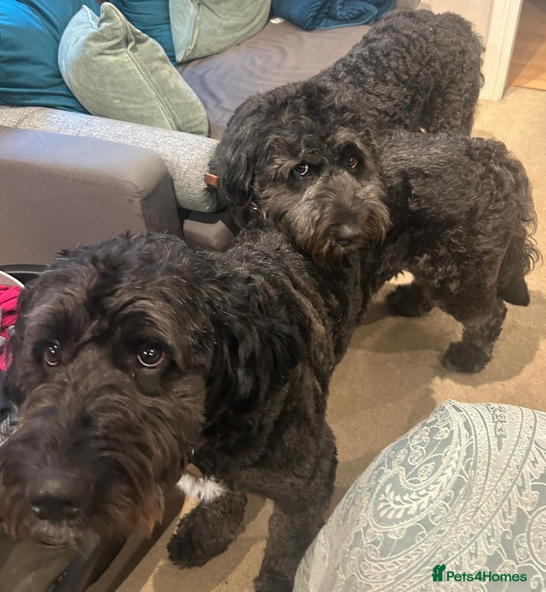 Mixed Breed dogs for sale: Saint Bernadoodles F1  - Image 17