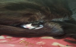 Mixed Breed cats for sale: STUNNING KITTENS  - Image 16