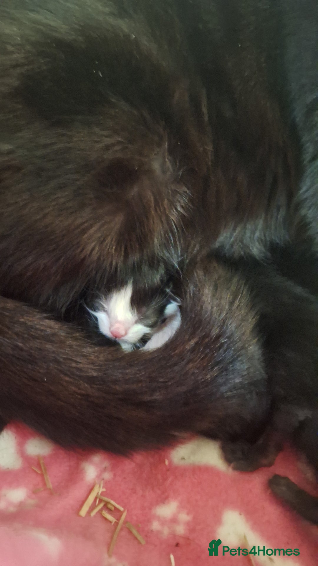 Mixed Breed cats for sale: STUNNING KITTENS  - Image 16