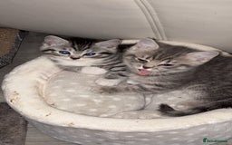British Shorthair cats for sale: half british shorthair - Image 4