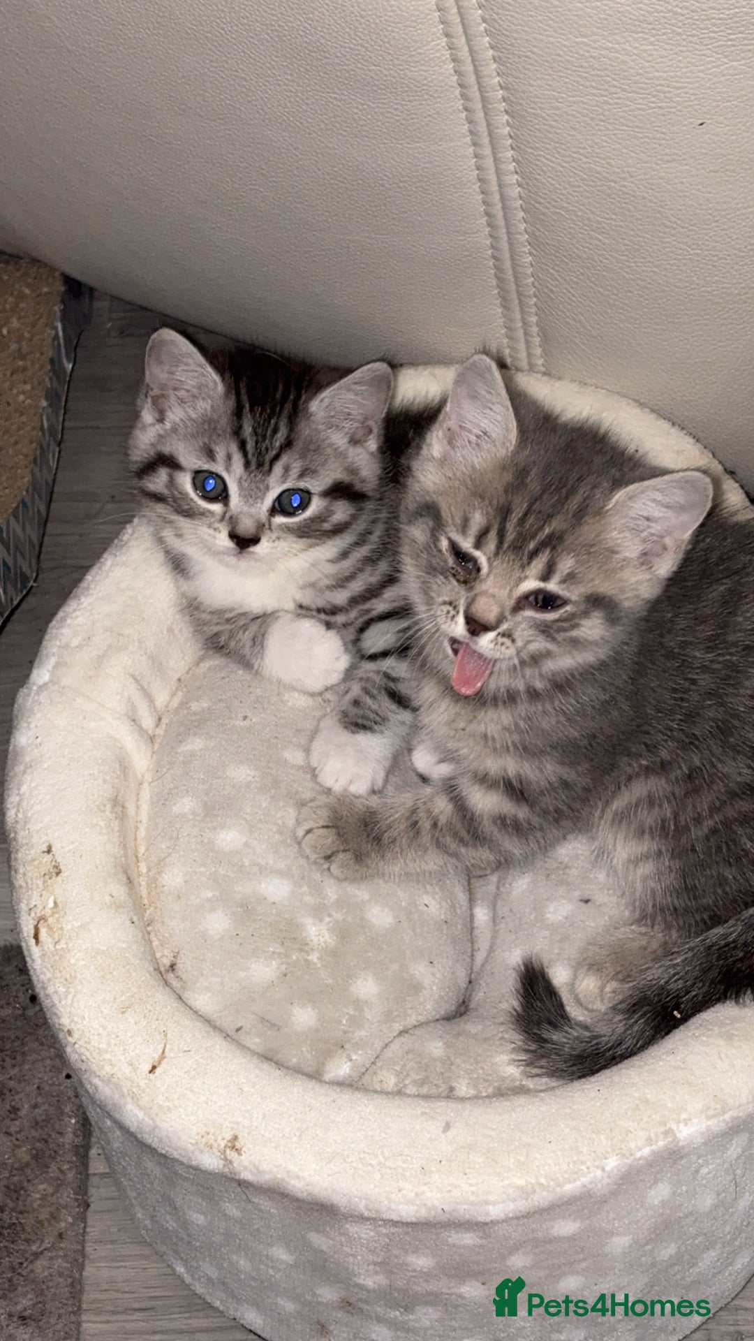 British Shorthair cats for sale: half british shorthair - Image 4