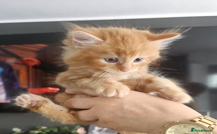 Maine Coon cats - Advert 5