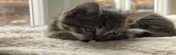 Mixed Breed cats for sale: Beautiful tabby kittens - Advert 16