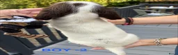 English Springer Spaniel dogs for sale: Cheeky Springer Spaniel Pups  in Wrexham - Advert 8