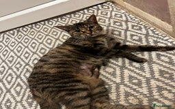 Bengal cats for sale: Half Bengal Cat Female - Image 3