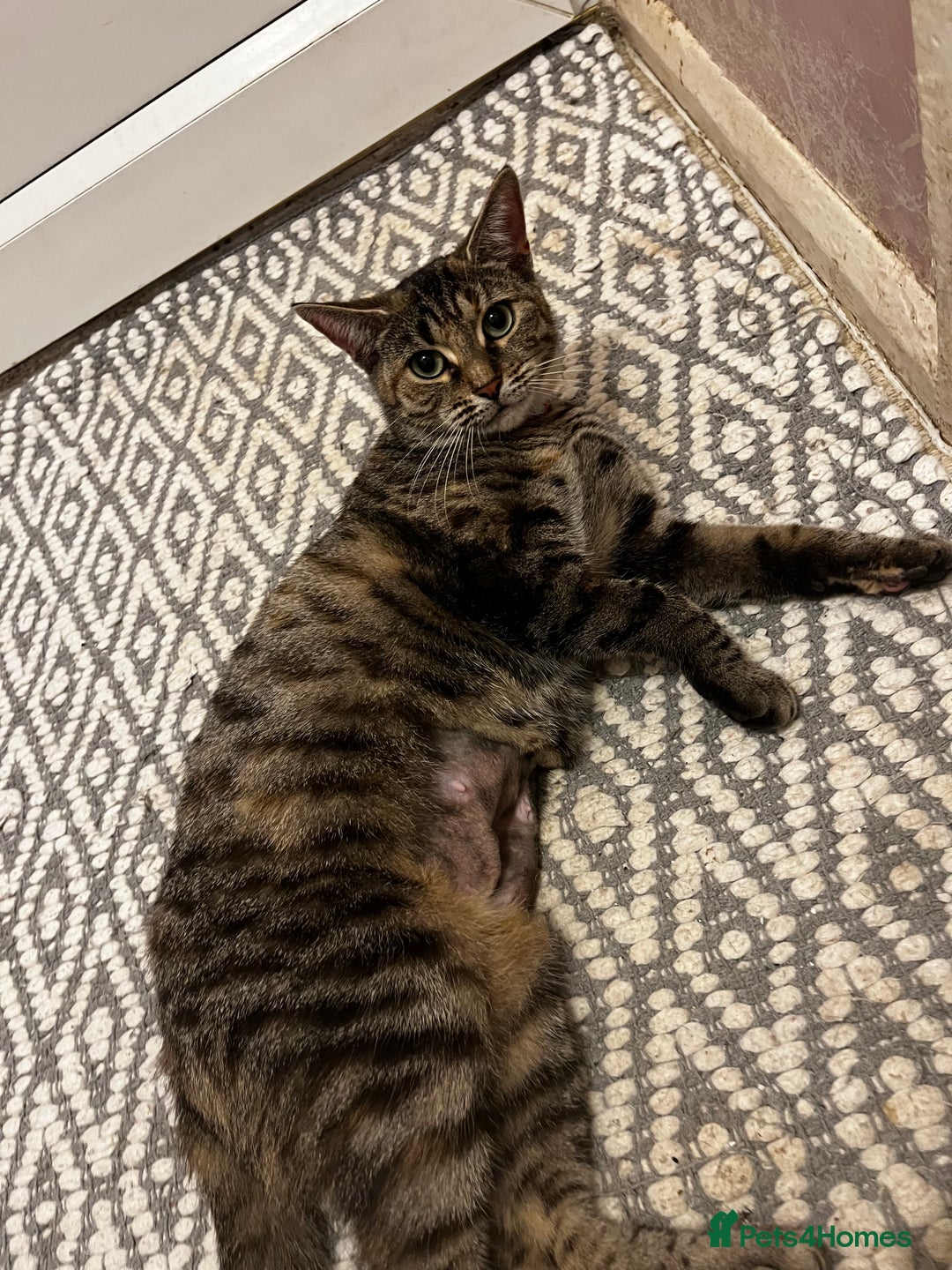 Bengal cats for sale: Half Bengal Cat Female - Image 3