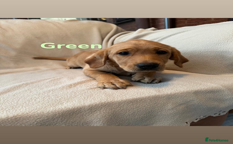 Labrador Retriever dogs - Advert 13