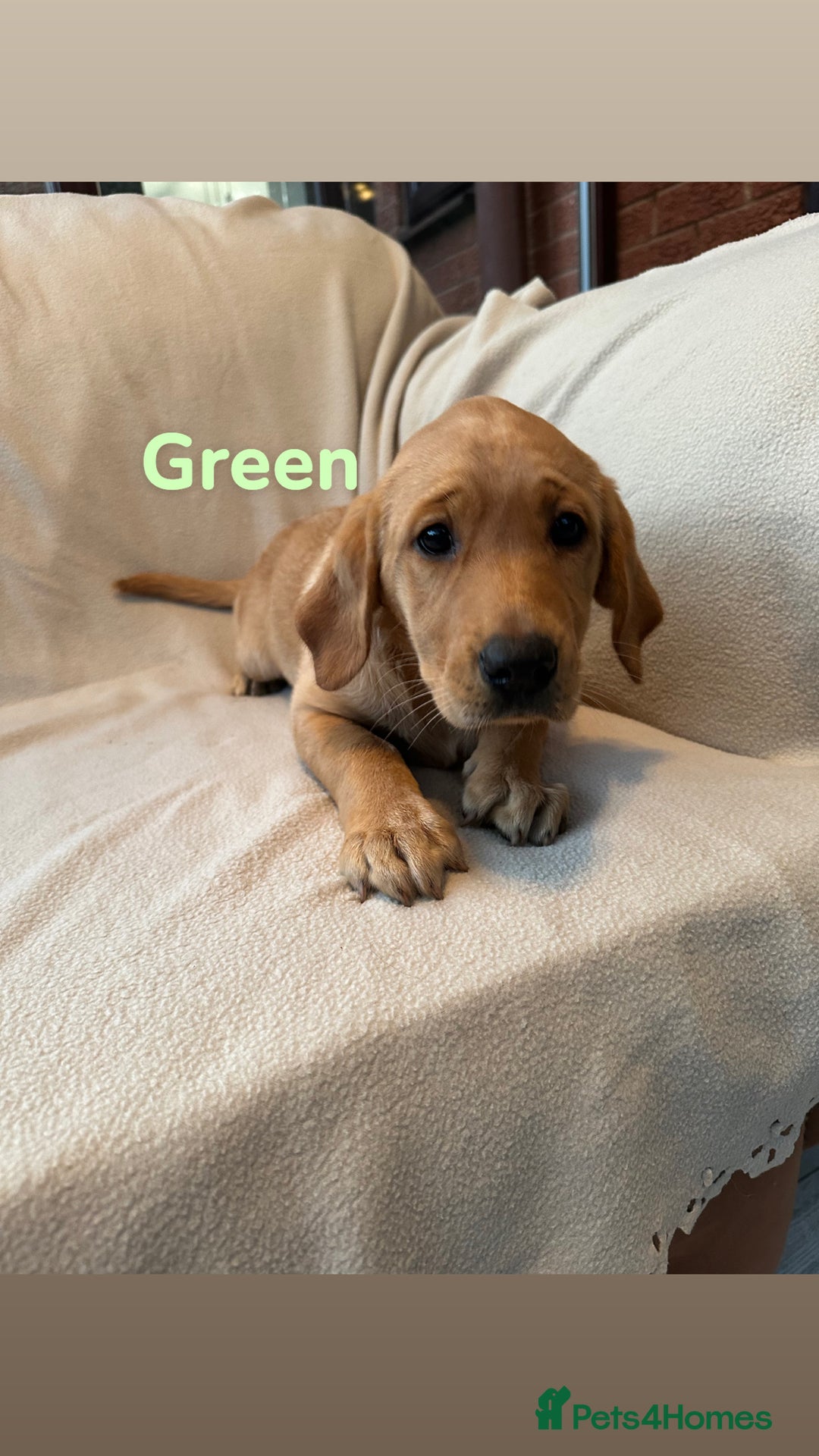 Labrador Retriever dogs for sale: Ready to leave! Beautiful KC Fox Red Labrador Girl - Image 3