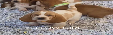 Basset Hound Yellow collar