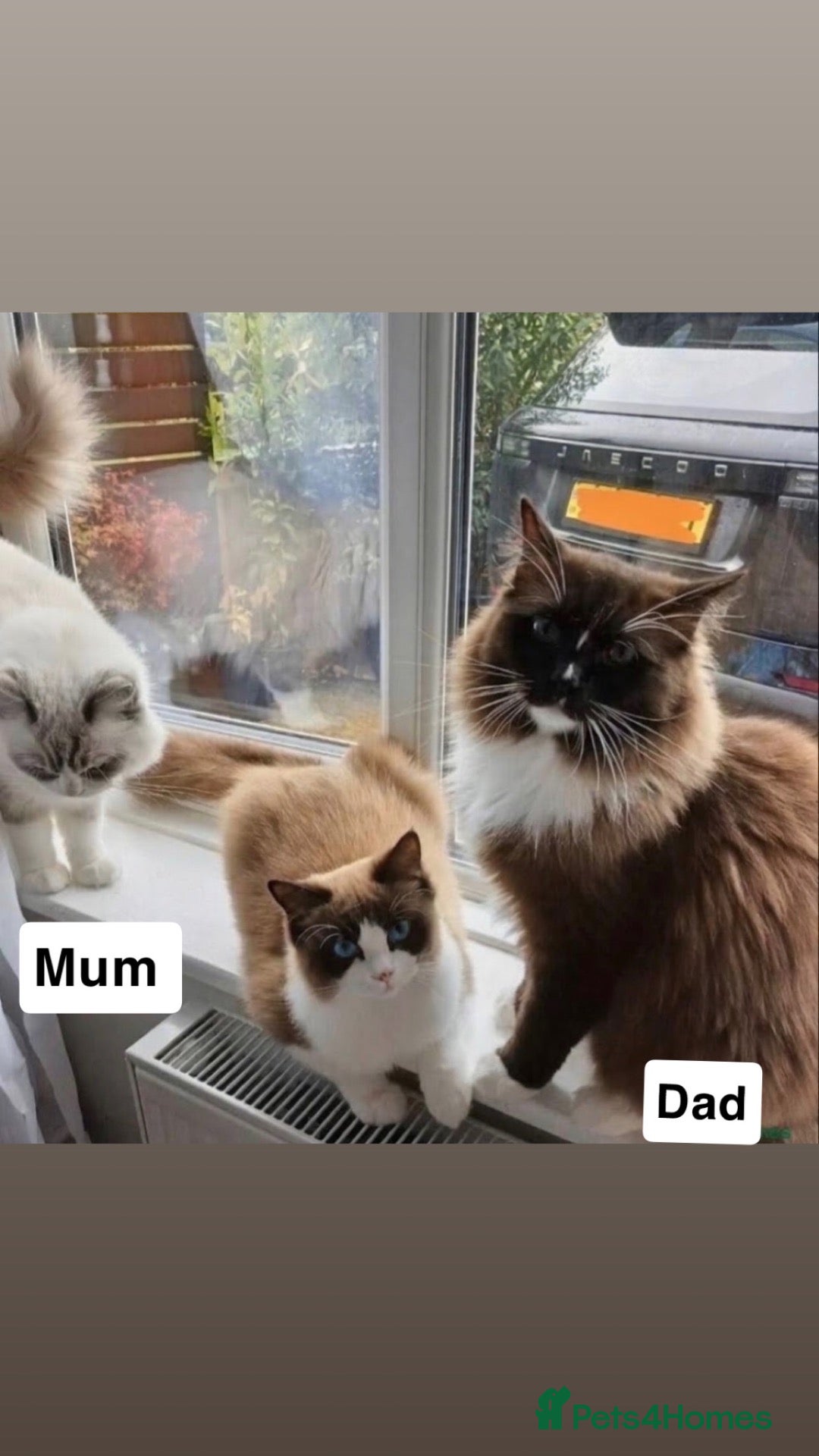 Ragdoll cats for sale: Beautiful ragdoll kitten for sale  - Advert 3