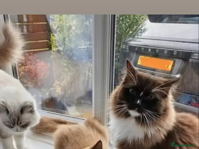 Ragdoll cats for sale: Beautiful ragdoll kitten for sale - Advert 3