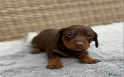 Dachshund dogs for sale: 3 Gorgeous Girl Dachshund Puppies  - Image 3