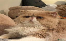 Persian cats for sale: Male Half Persian Kitten  - Image 6
