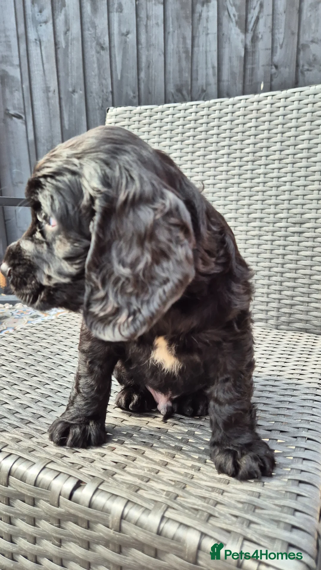 Cocker Spaniel dogs for sale: 3/4 show 1/4 working Boy for sale - Advert 2