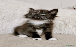 Mixed Breed cats for sale: Ragdoll X Maine Coon Kittens - Image 14