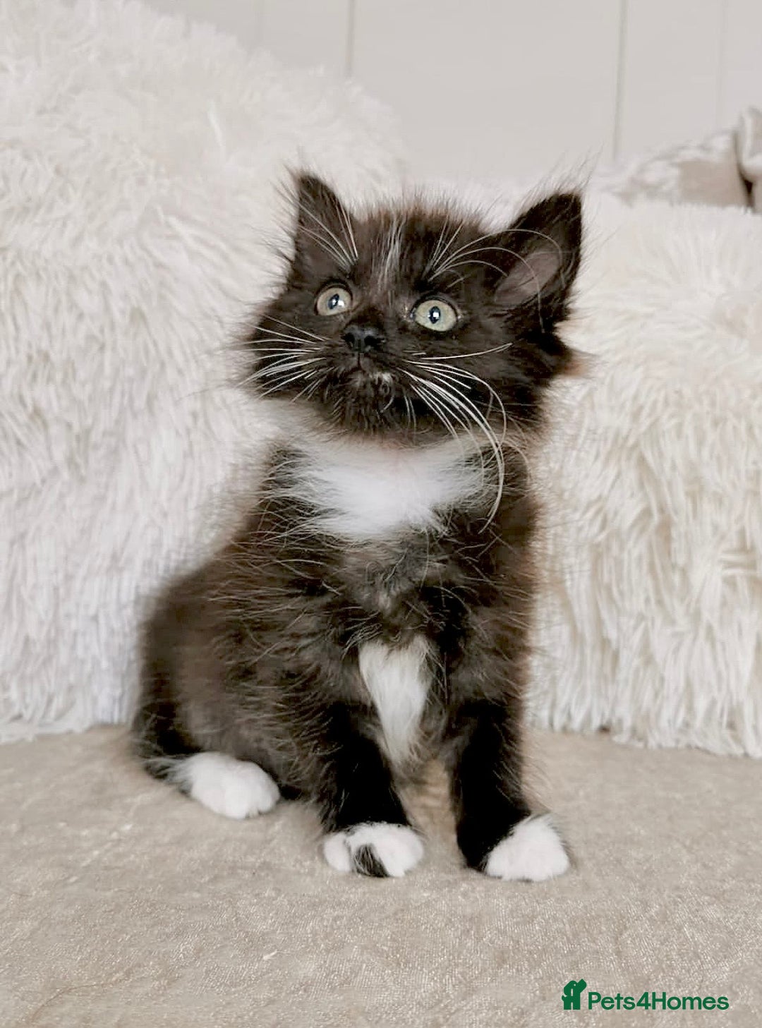 Mixed Breed cats for sale: Ragdoll X Maine Coon Kittens - Image 14