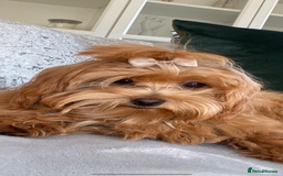 Maltipoo dogs for sale: Maltipoo  - Image 8