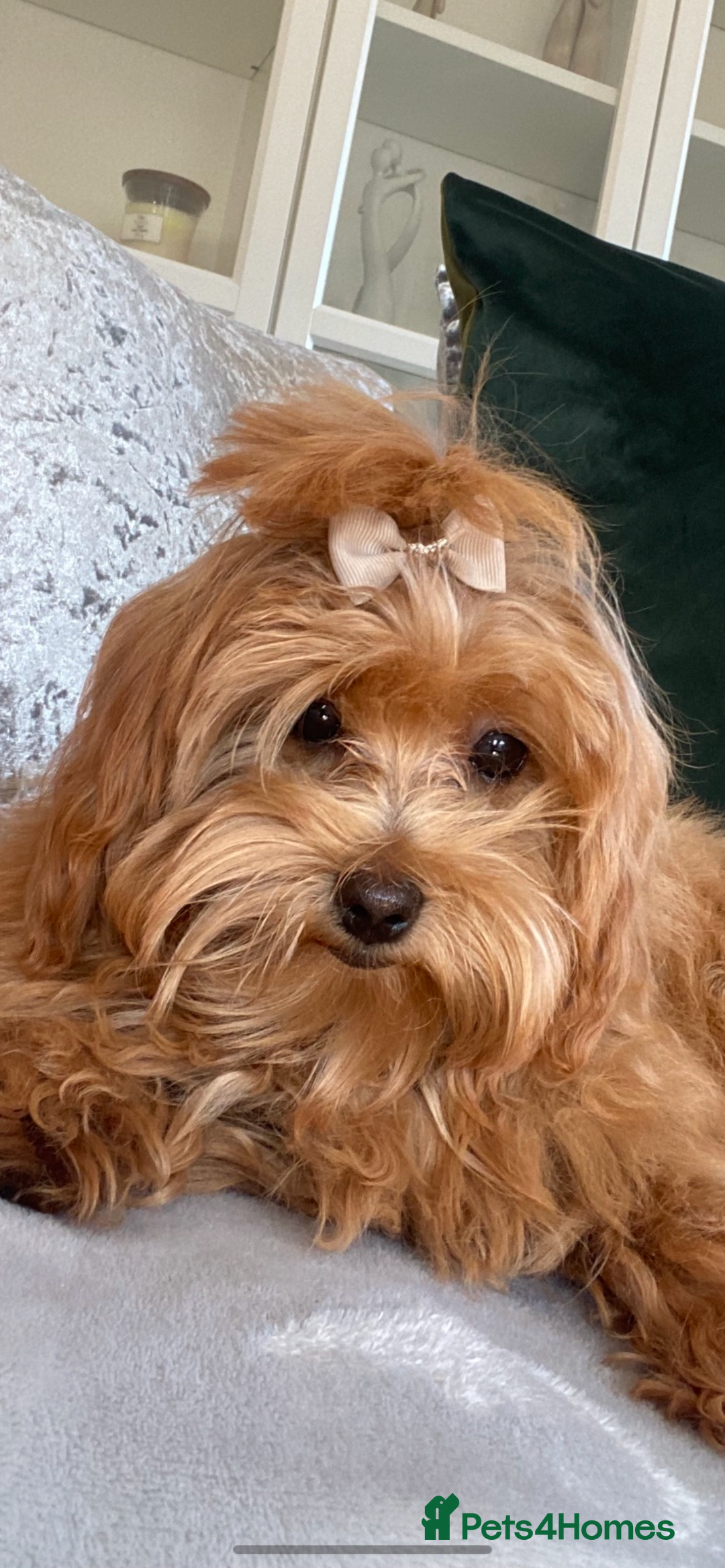 Maltipoo dogs for sale: Maltipoo  - Image 8