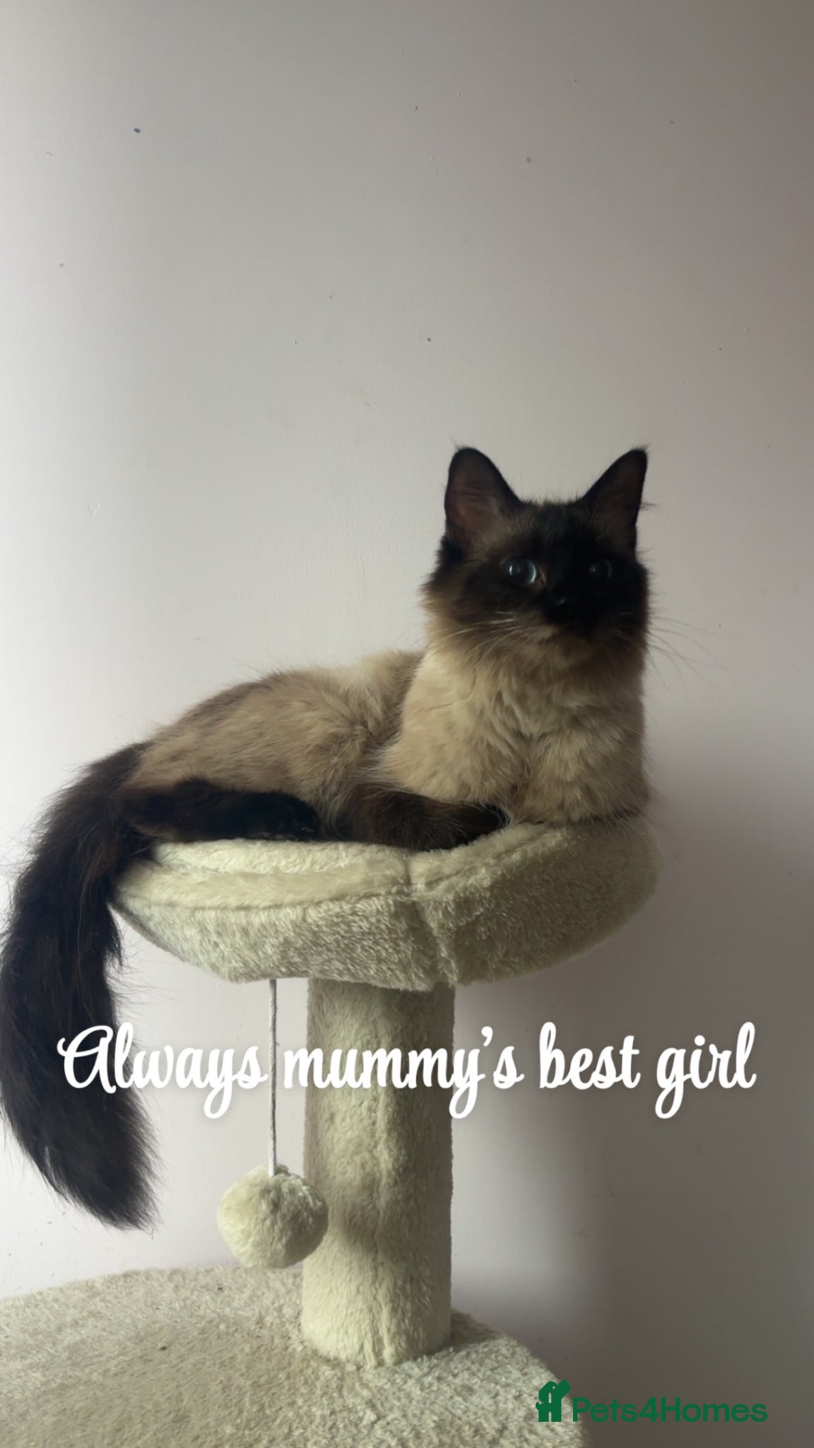 Ragdoll cats for sale: Beautiful pair of ragdoll boys - Advert 2