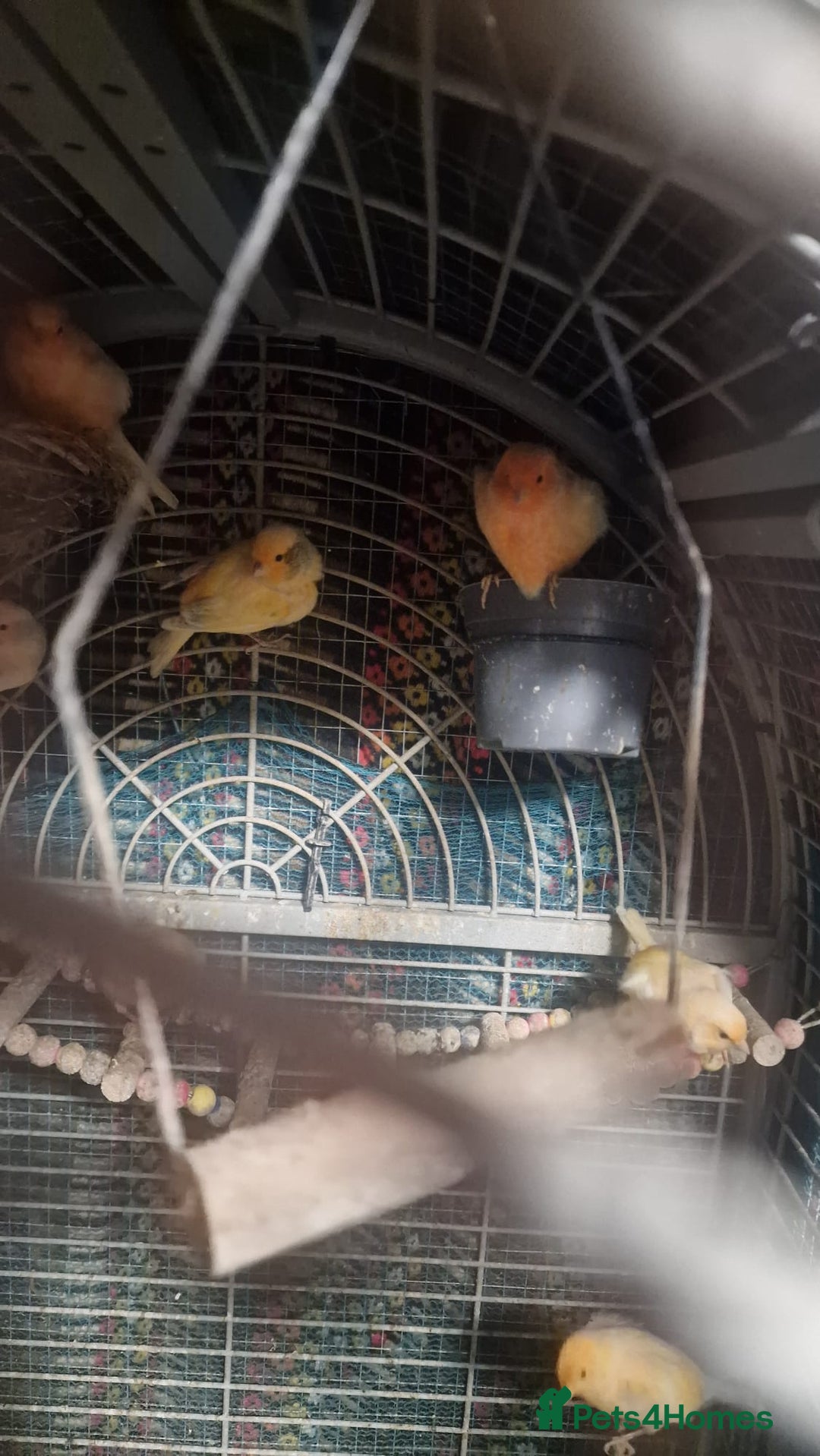 Canaries birds for sale: Canaries for sale and cage - Advert 5