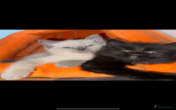 Ragdoll cats for sale: Gorgeous Ragdoll x British Shorthair Kittens  - Image 2