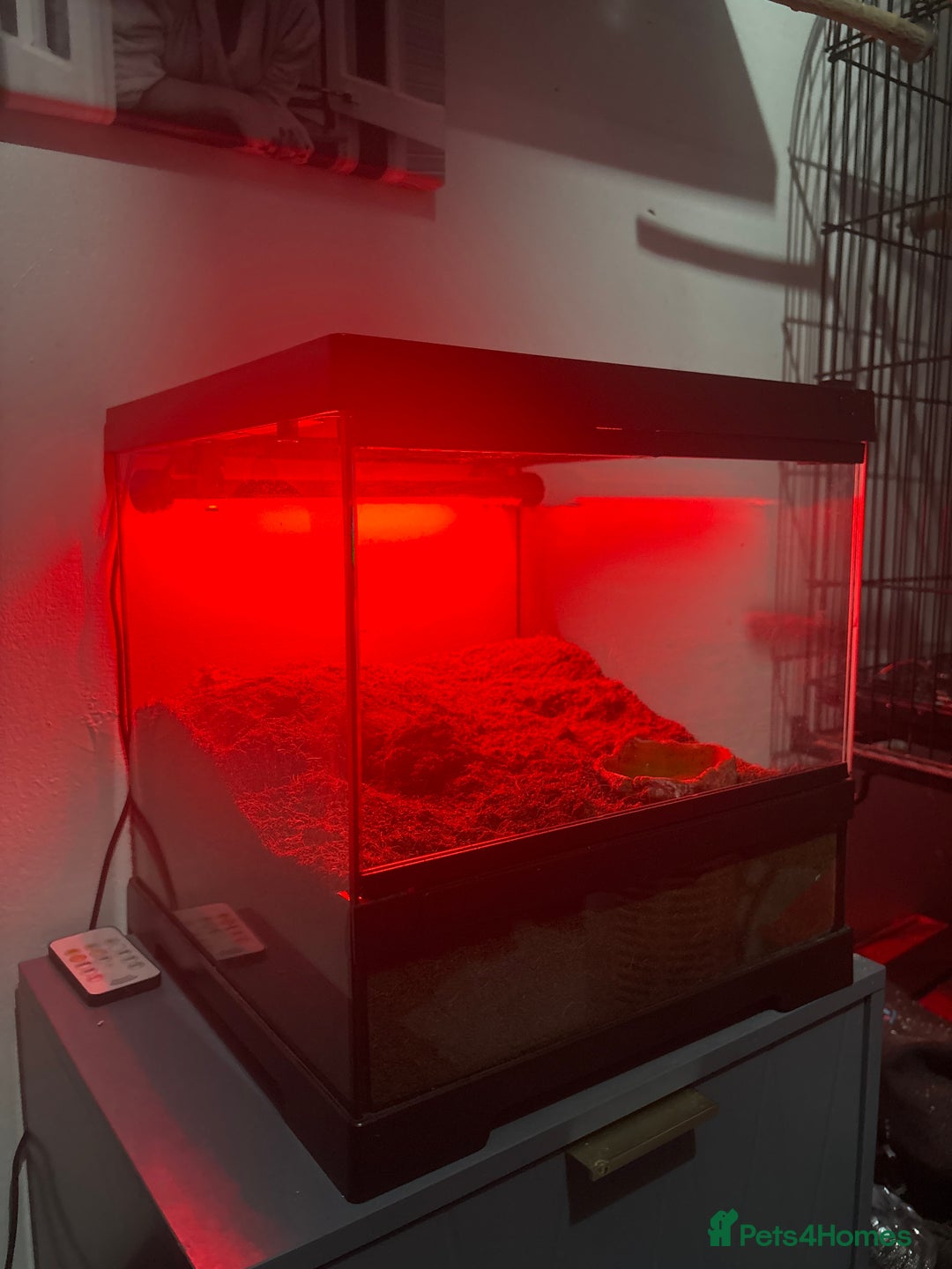 Tarantulas invertebrates for sale: FEMALE MEXICAN RED KNEE COMPLETE SETUP - Advert 3