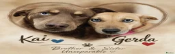 Mixed Breed dogs for adoption: 💙KAI & ❤️GERDA- Bonded And Simply Perfect in Oxford - Advert 1