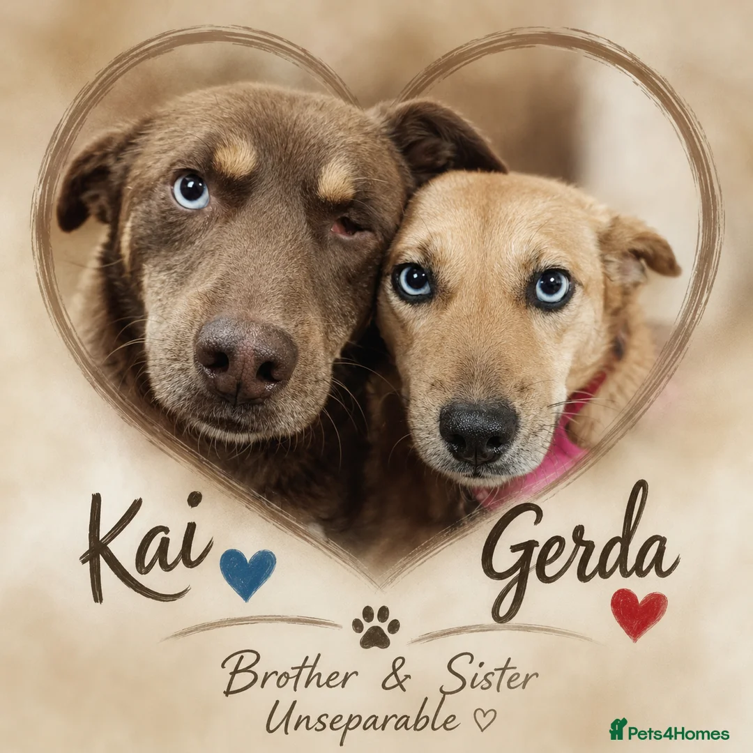 Mixed Breed dogs for adoption: 💙KAI & ❤️GERDA- Bonded And Simply Perfect in Oxford - Advert 1
