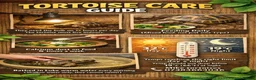 Tortoise reptiles for sale: BABY HORSFIELDS AND SET UPS READY NOW!! - Advert 7