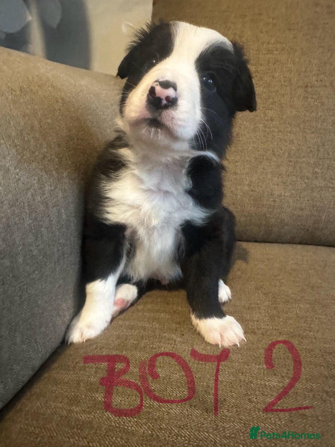 Border Collie dogs for sale: Border Collie puppies for sale - Image 13