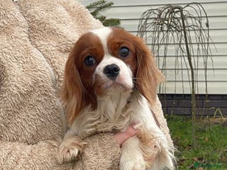 Cavalier King Charles Spaniel dogs ARCHIE – Cavalier King Charles Spaniel (Male) - Advert 1
