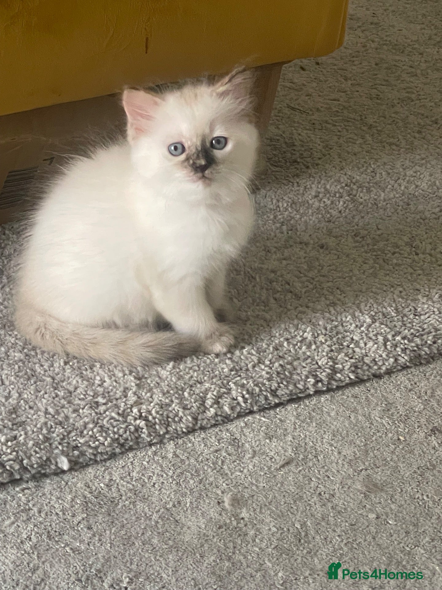 Ragdoll cats PURE RAGDOLL KITTENS BLUE CREAM 1 GIRL LEFT - Advert 17