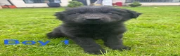 Mixed Breed dogs for sale: Slovakian shepherd puppies READY TO LEAVE NOW - Advert 5