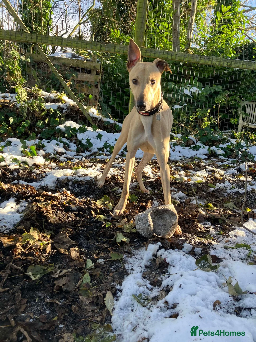 Lurcher dogs for adoption: BULLET, young bull-lurcher in rescue in Halifax - Advert 9