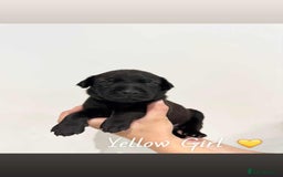 Mixed Breed dogs for sale: Doberman X XL Bully  - Image 20