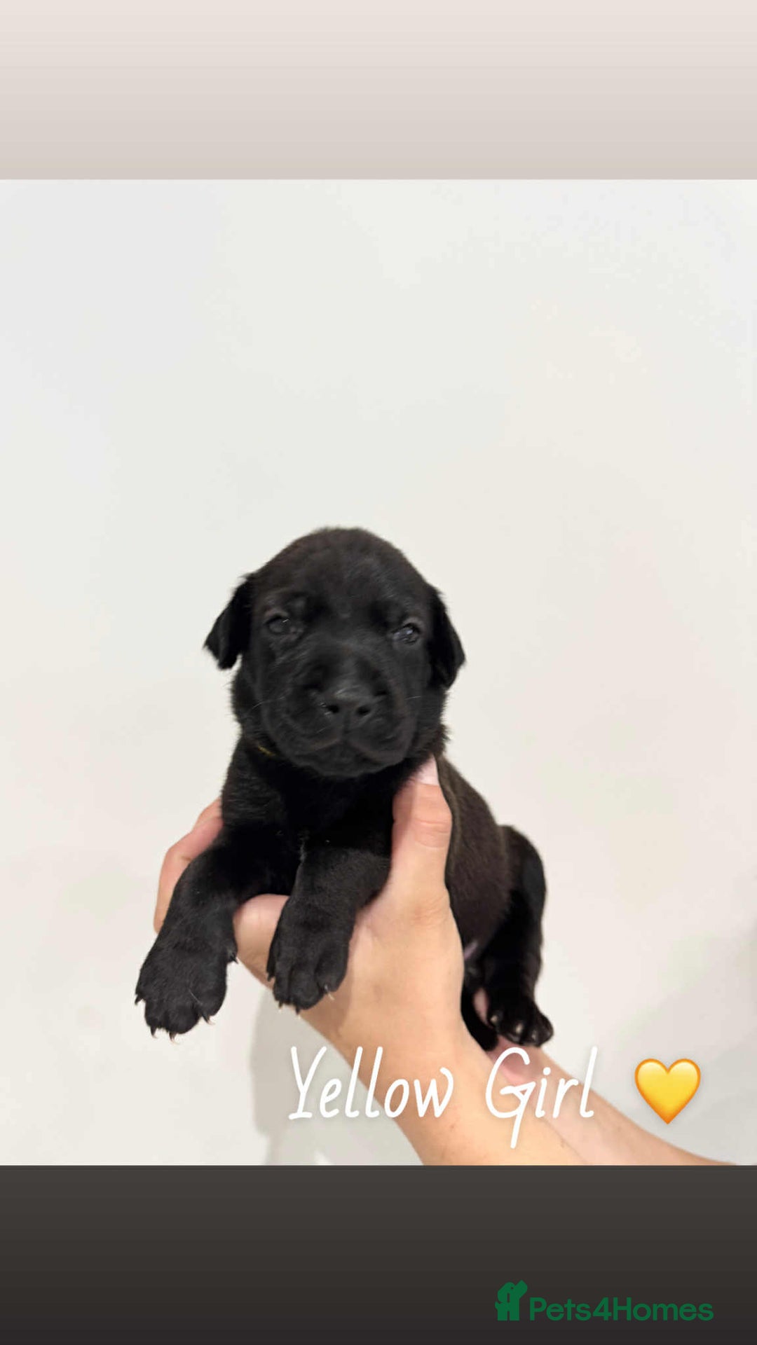 Mixed Breed dogs for sale: Doberman X XL Bully  - Image 20