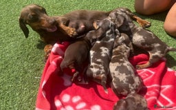 Miniature Dachshund dogs for sale: 5 miniature dachshund puppies - Image 2