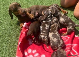 Miniature Dachshund dogs - Advert 1